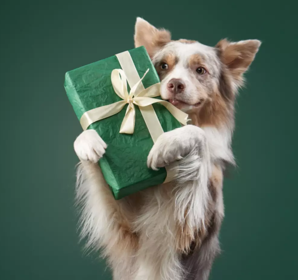 Além do “Mimo”: Como a Ciência Explica o Alto Custo Invisível do Gasto de Energia Mental no Dia a Dia